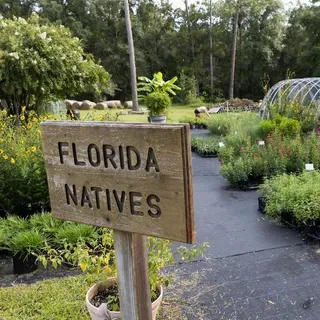 thumbnail for publication: Native Plants
